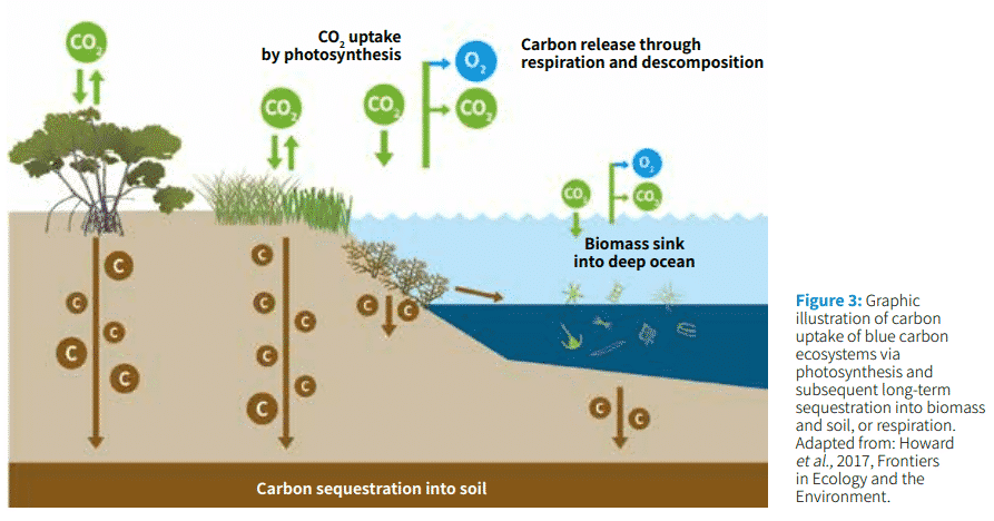 Blue Carbon Infographic