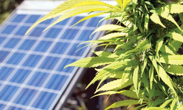 Cannabis Company HEXO Achieves Carbon Neutrality