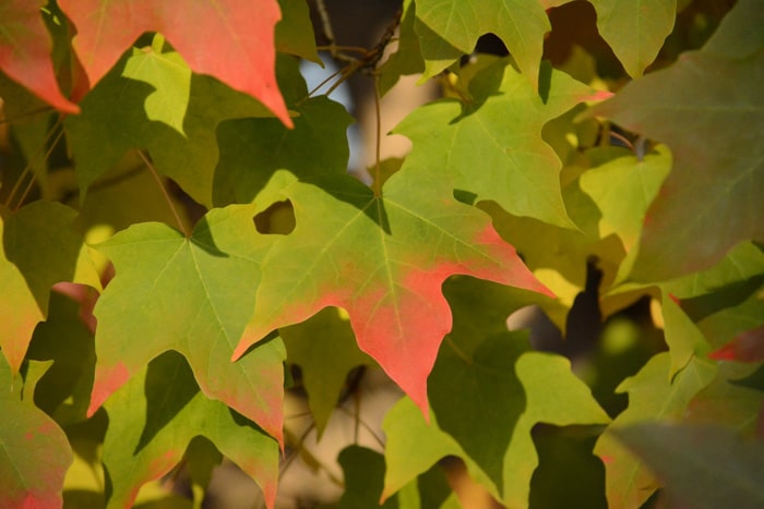 How Google Cloud is Helping Customers Go Green