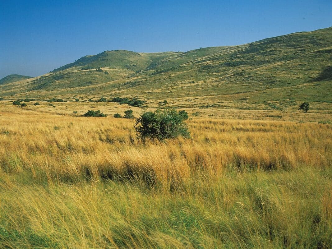 Grasslands Carbon Credits