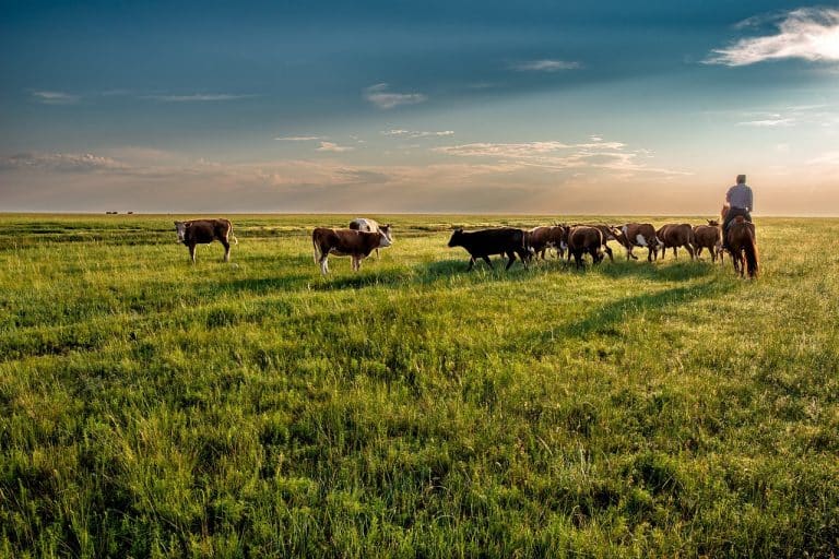 Grasslands: An emerging frontier for nature-based carbon Credits