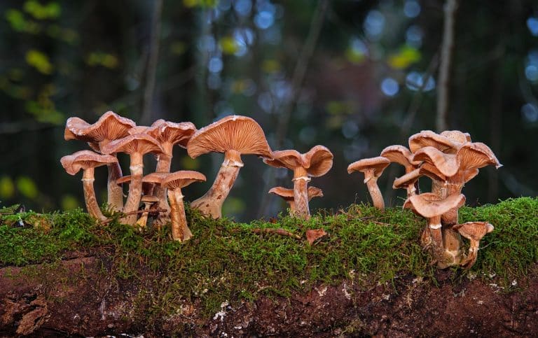 Fungi – The Underground Carbon Capture Champion