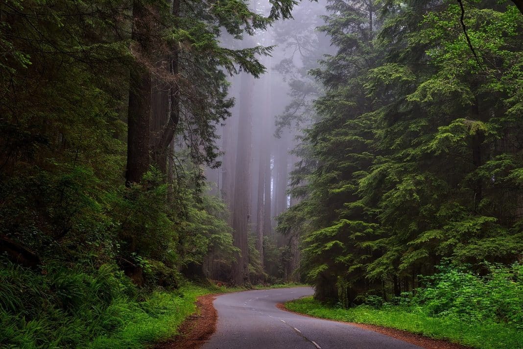 Landowners Carbon Credits