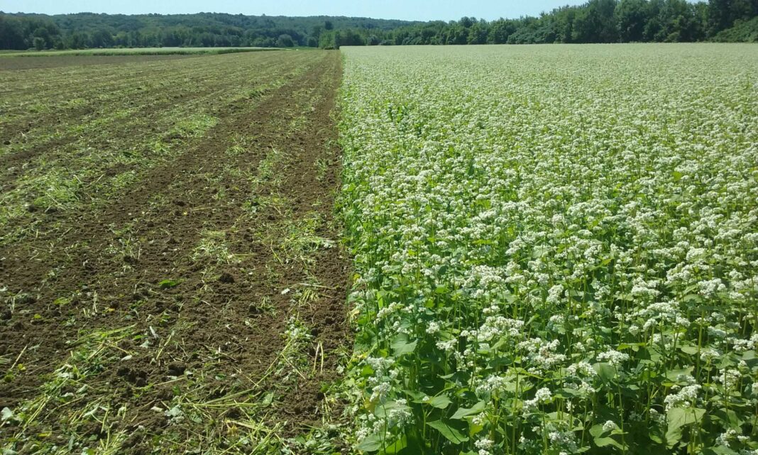 Cover Crops Carbon
