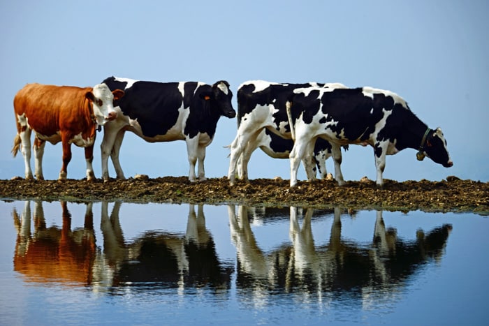 Cows Methane Seaweed