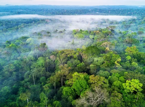 Climate Change Causes Amazon Rainforest to Face Challenges