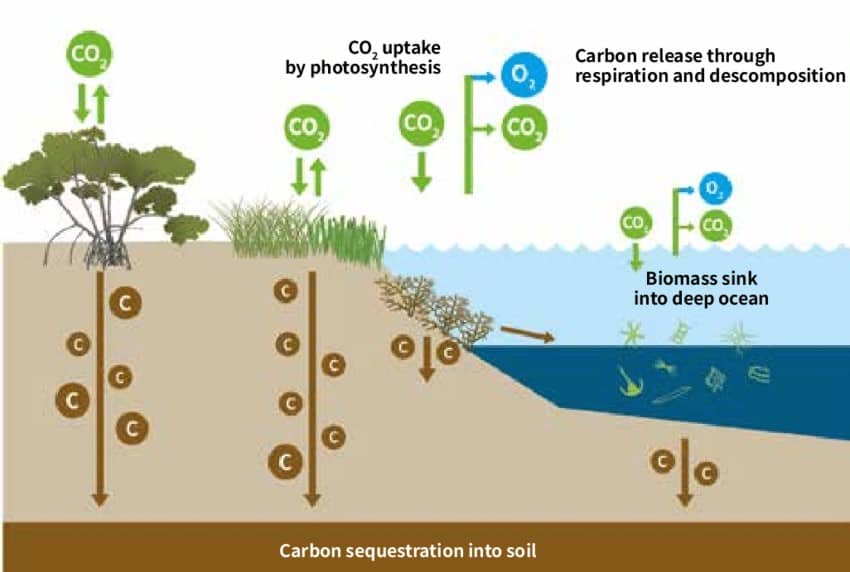 blue carbon ecosystem