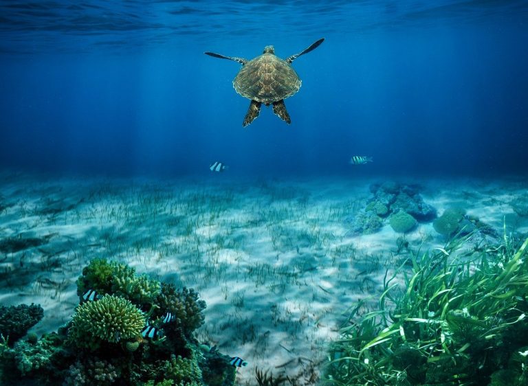 The Bahamas Intends to be the First Country to Sell Blue Carbon Credits