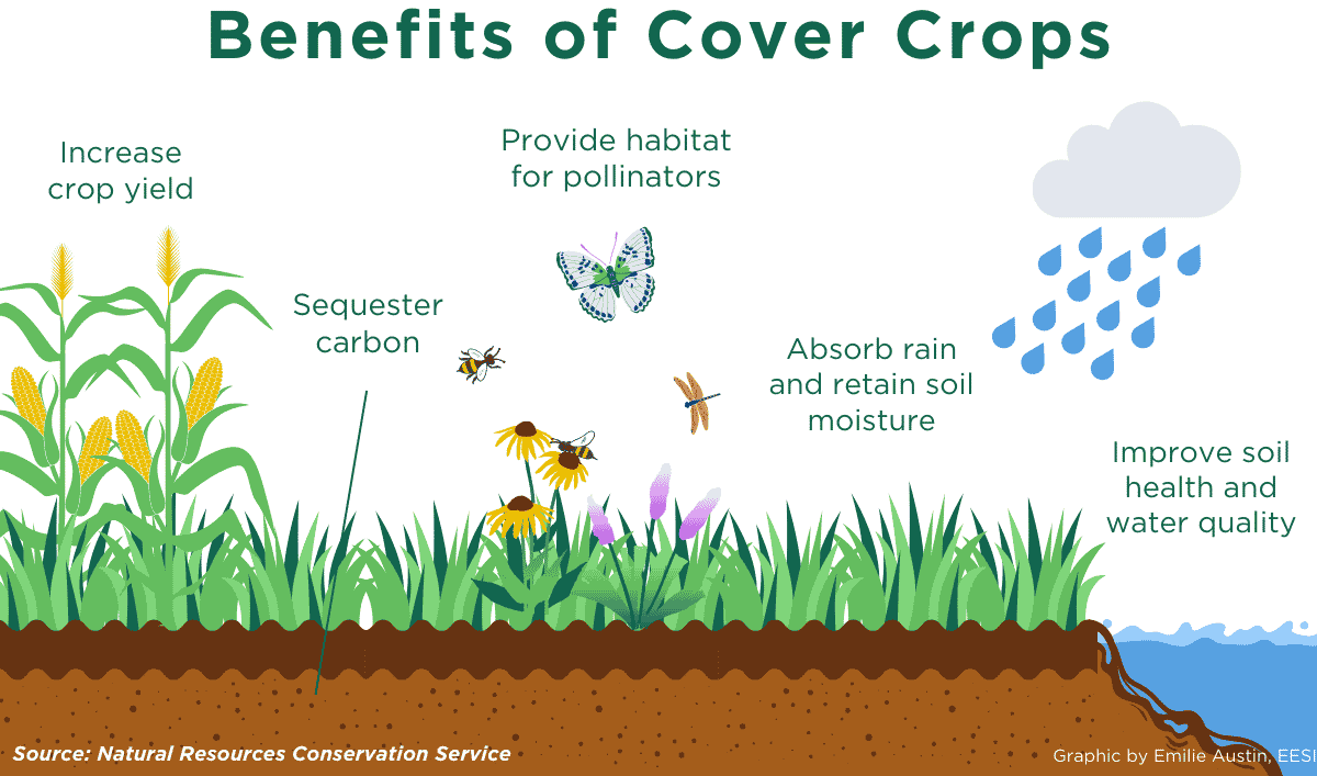 benefits of growing cover crops