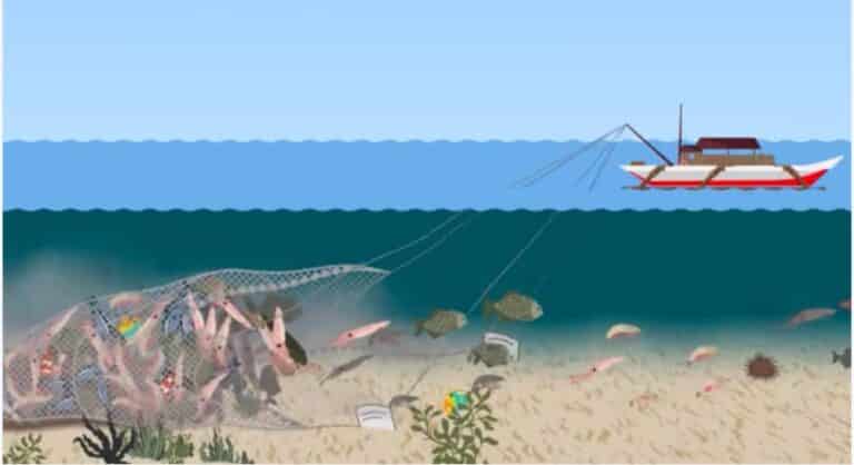 Bottom Trawling Fishing Emits as Much Carbon Emission as Aviation