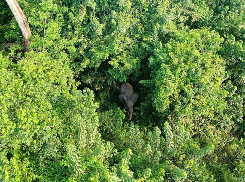 Gabon Aims to Issue the Largest Volume of Carbon Credits Ever (187 Million)