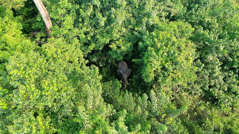 Gabon Aims to Issue the Largest Volume of Carbon Credits Ever (187 Million)