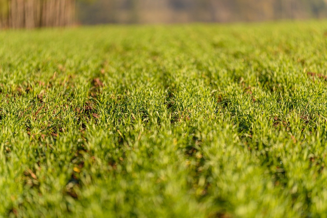 no-till farming