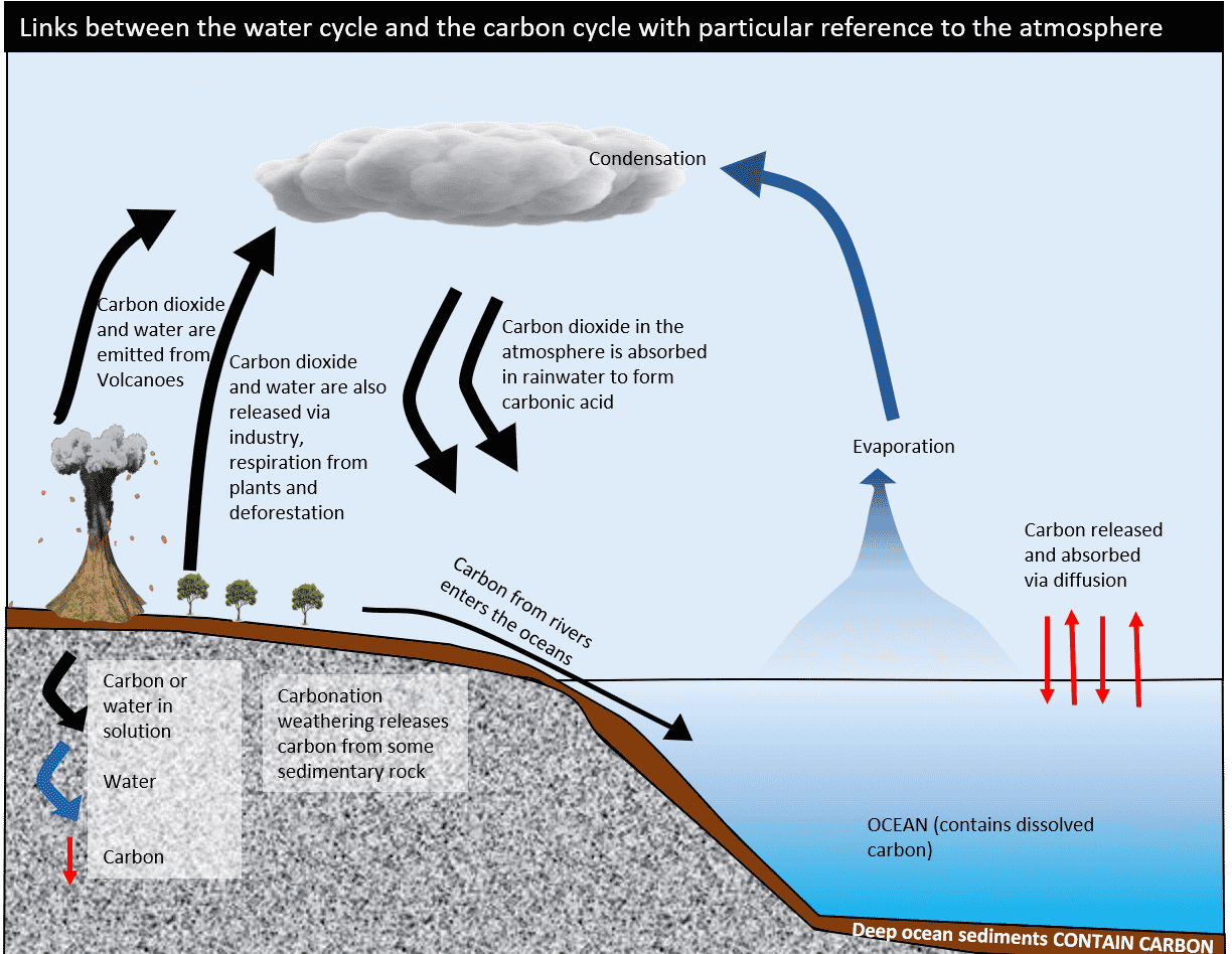 carbon cycle and water cycle