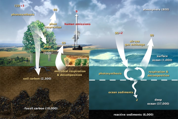 carbon cycle process
