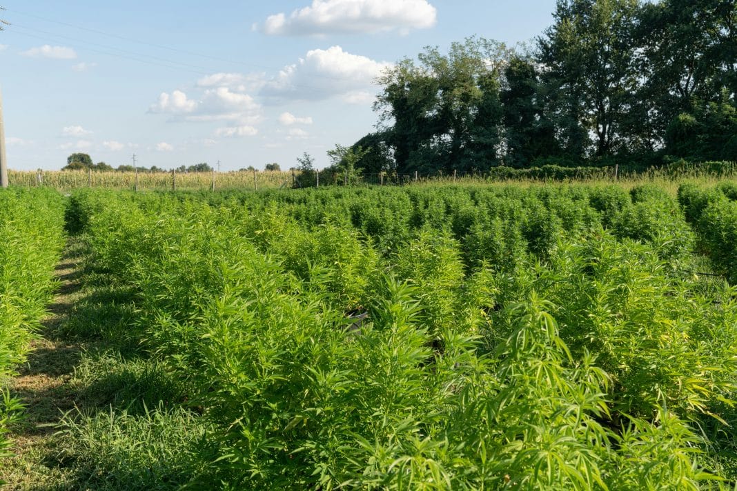 Hemp Carbon Credits