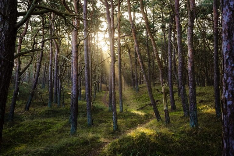 US Small Landowners Are Taking a Cut of the Carbon Markets