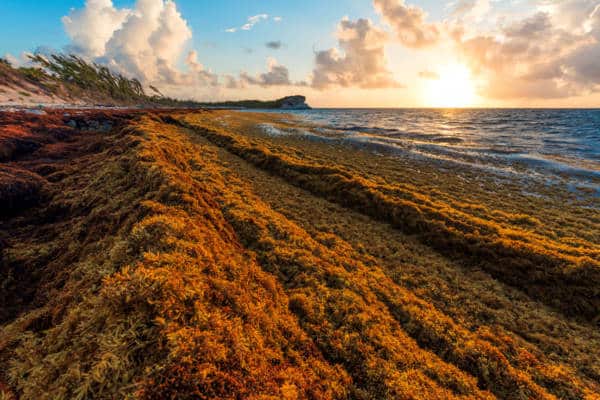 sargassum seaweed in Caribbean