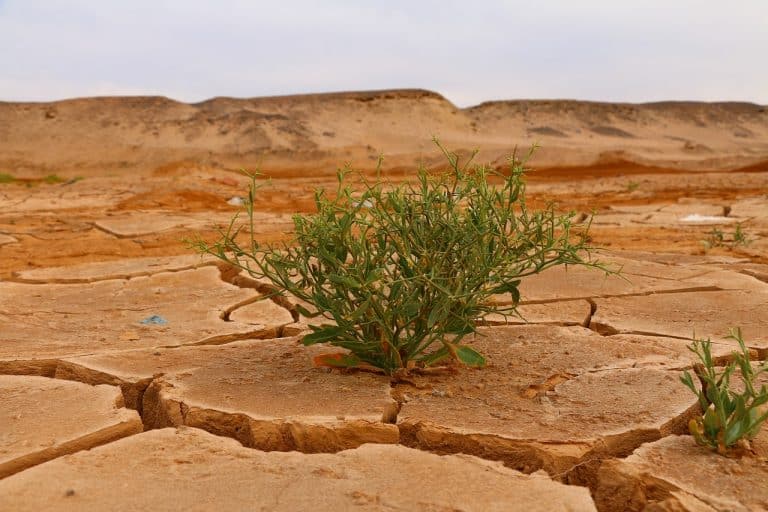 Climate Change History & COP 27: Here’s the Scoop