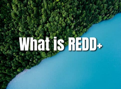 What Does REDD+ Mean? Everything You Need to Know