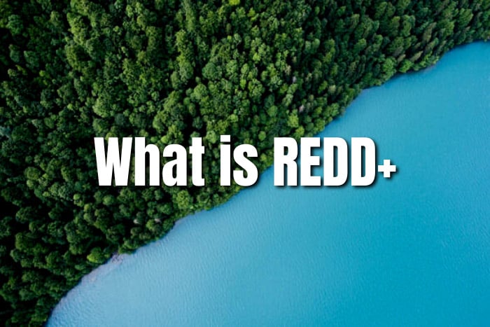 what does REDD+ mean