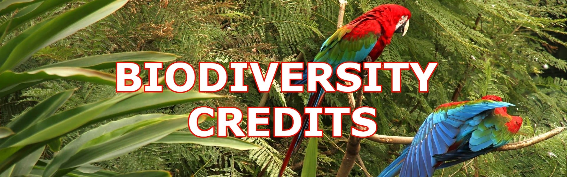 biodiversity-credits-a-new-way-of-funding-nature-protection