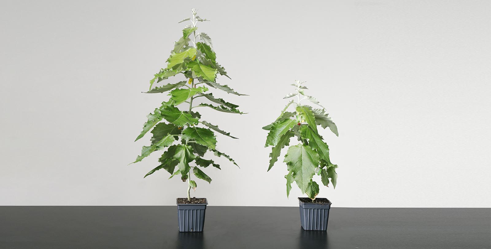 Living Carbon biotech trees - hybrid poplar sapling