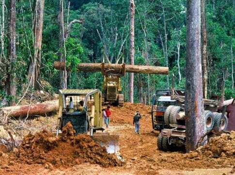 Sustainable Forestry A Net Carbon Source?