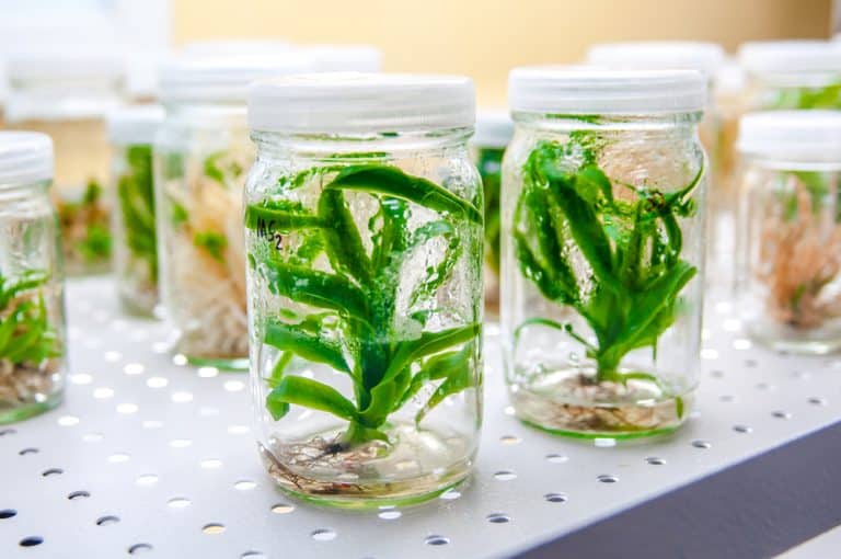 Temasek Funds Biotech Firm Living Carbon for GMO Super Trees