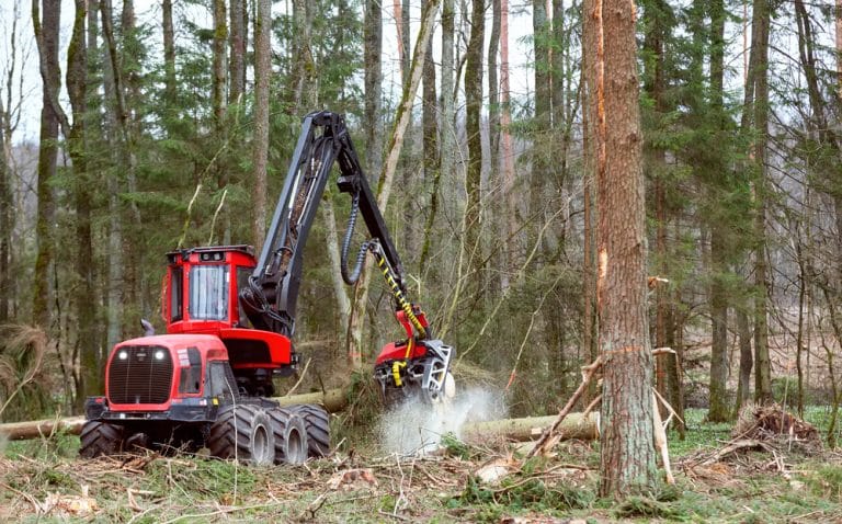 Sustainable Forestry A Net Carbon Source?