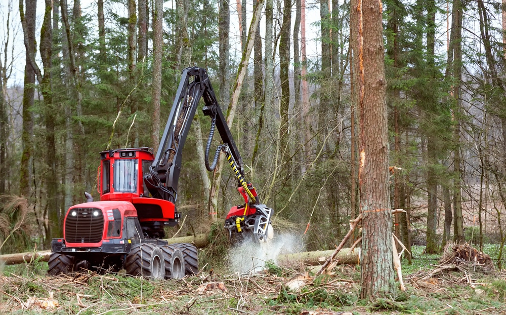 logged forests as carbon source