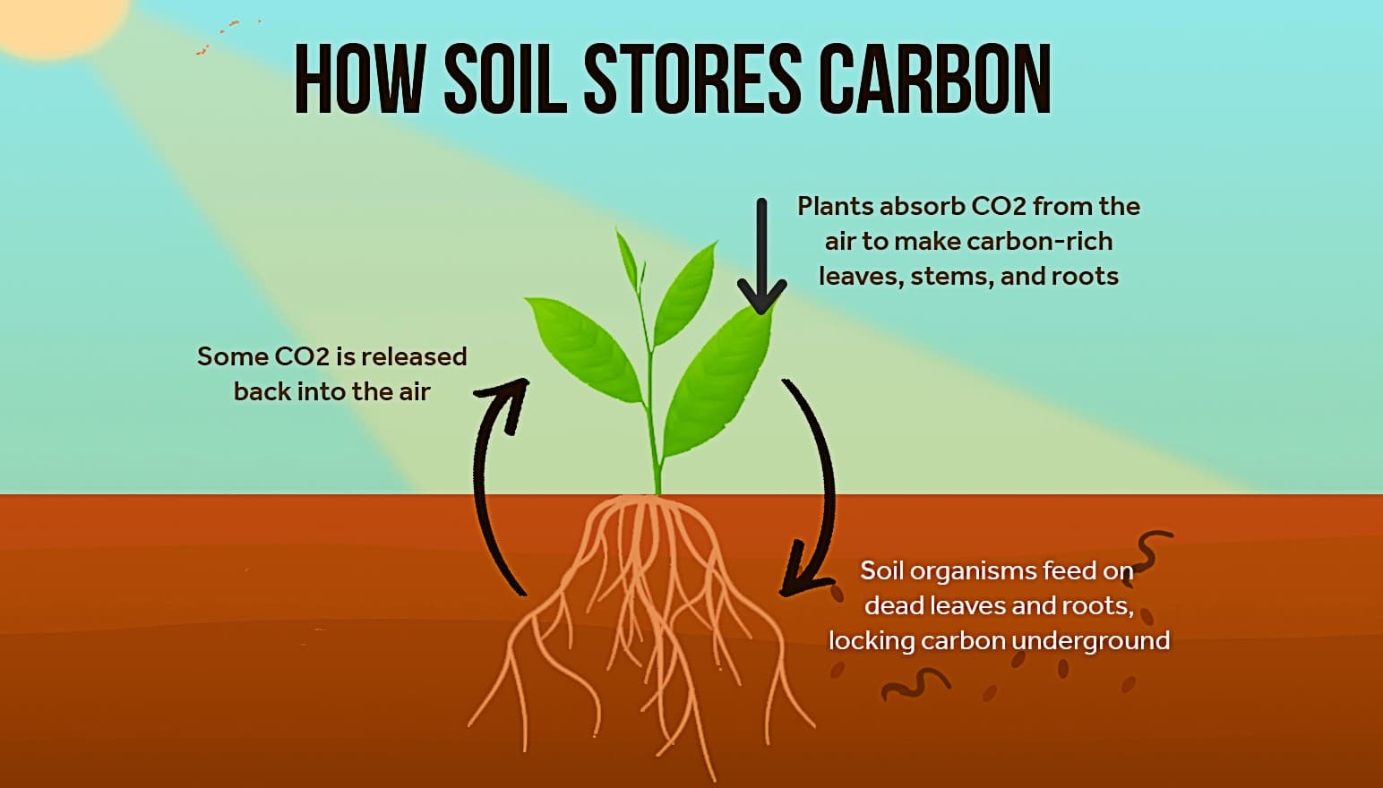 Loam soil carbon capture