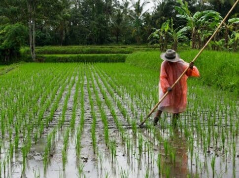 Verra Holds Crediting for CDM Rice Cultivation Methodology