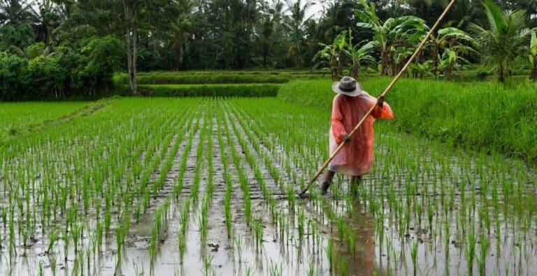 Verra Holds Crediting for CDM Rice Cultivation Methodology