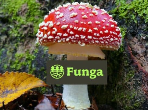 Startup Funga Uses Fungi to Capture Carbon in Forests