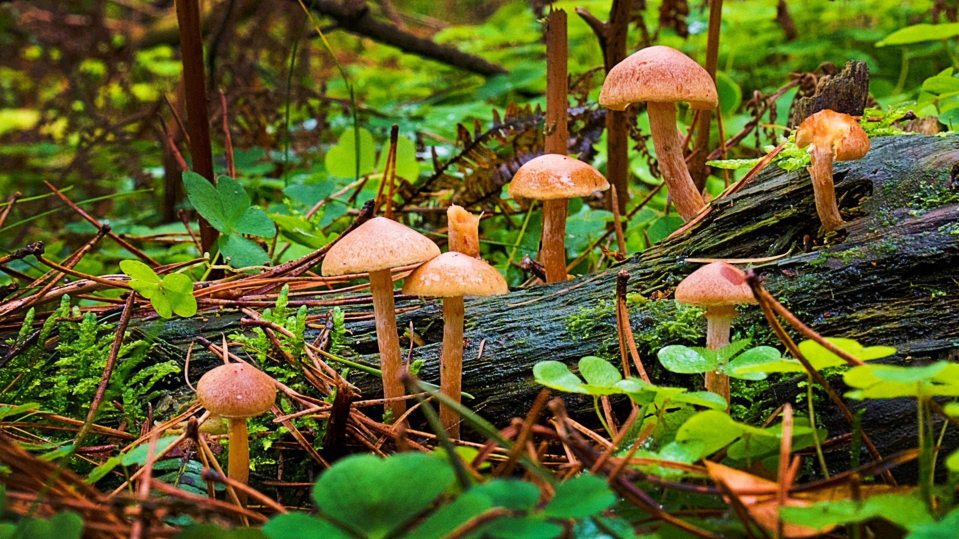 fungi in the forest