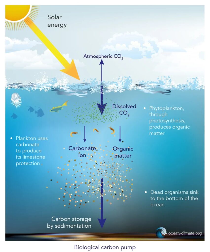 seawater biological carbon pump