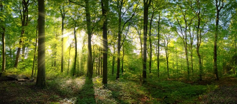 Stafford Capital’s Forest Carbon Credit Fund Secures $242 Million