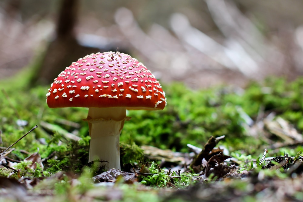 forest fungi for carbon capture