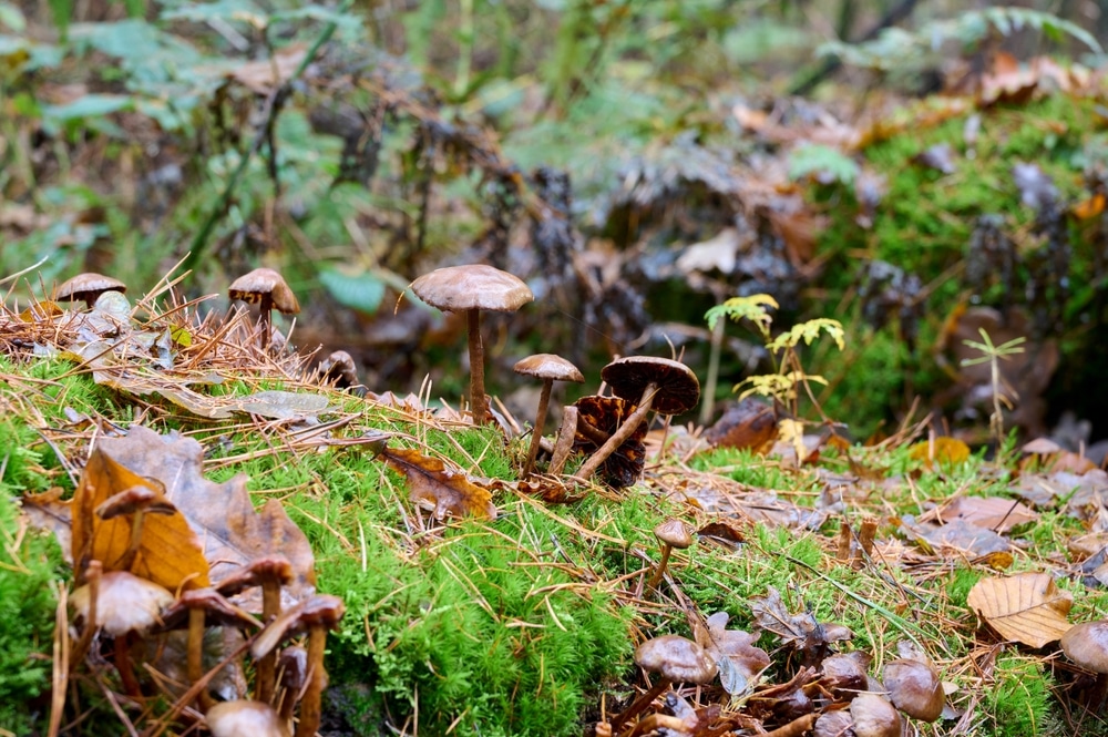 fungi in the forest