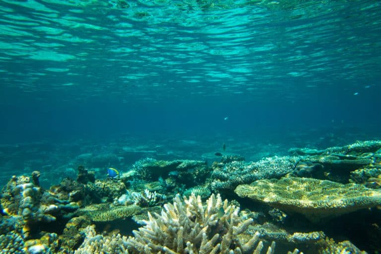 Planetary Reveals World’s First Ocean-Based Carbon Removal Protocol