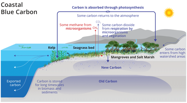 what is blue carbon