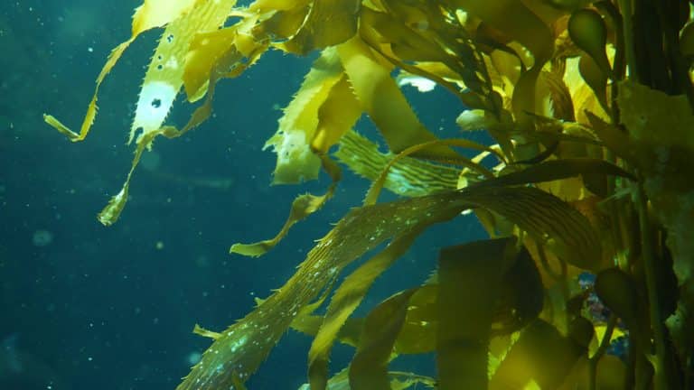 What are Blue Carbon Credits? Everything You Need to Know