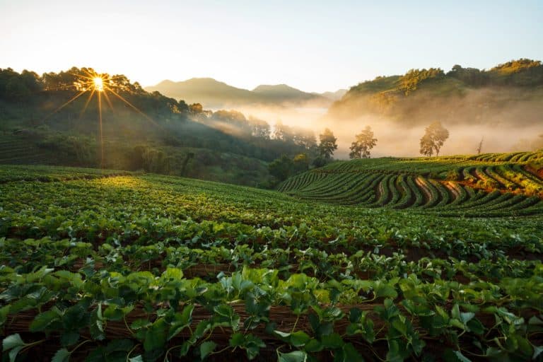 DevvStream Announces Exclusive Carbon Credits Management Agreement with AgriLedger