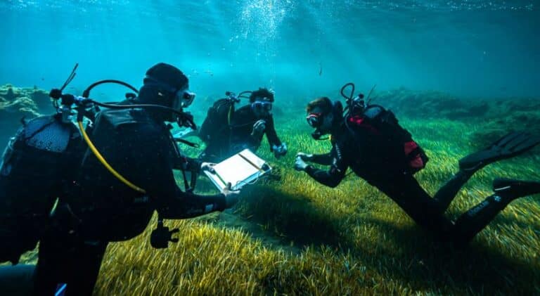The Carbon Capture Abilities of Algae