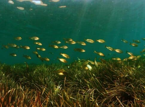First Carbon Credit Methodology for Seagrass Developed in France