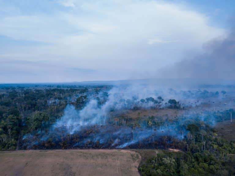 Ending Deforestation Will Cost $130B a Year by 2030, ETC Says