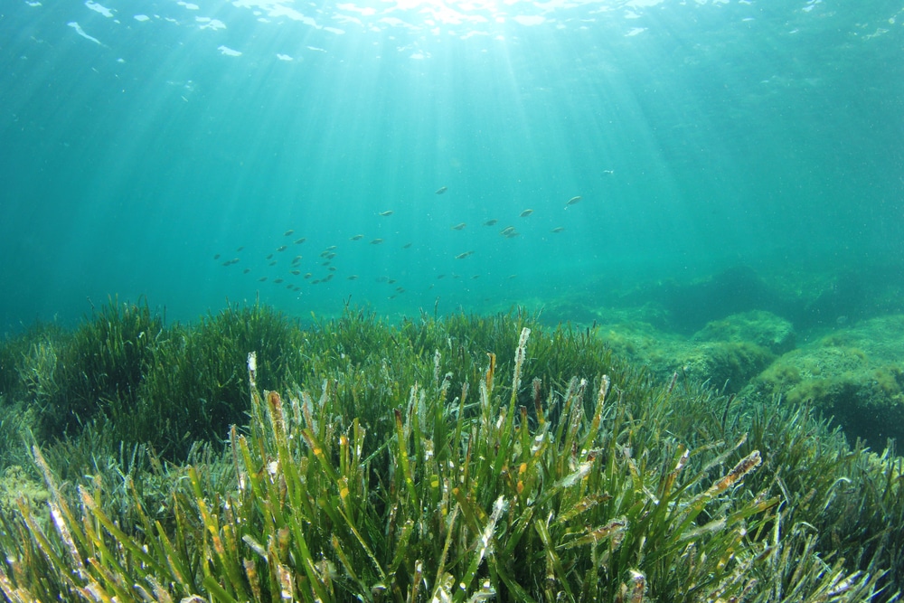 Seagrass carbon credits