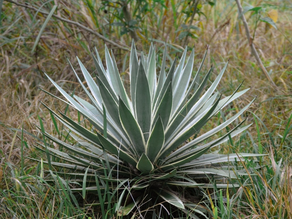 agave