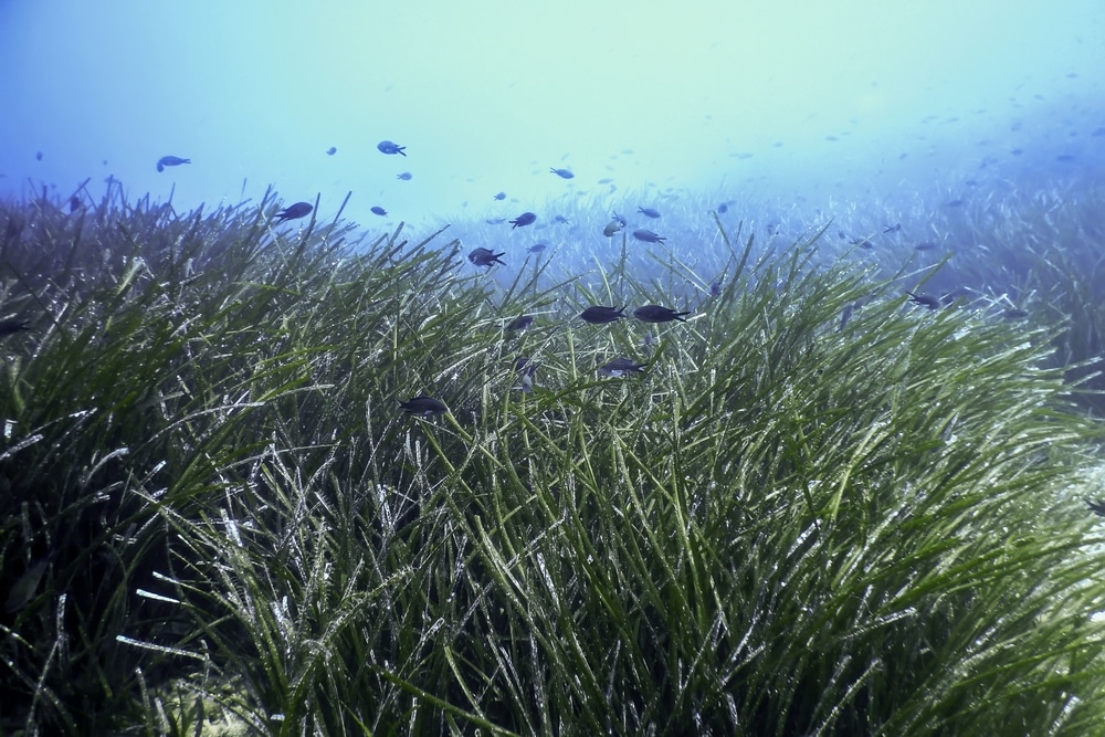 seagrass carbon credits methodology France